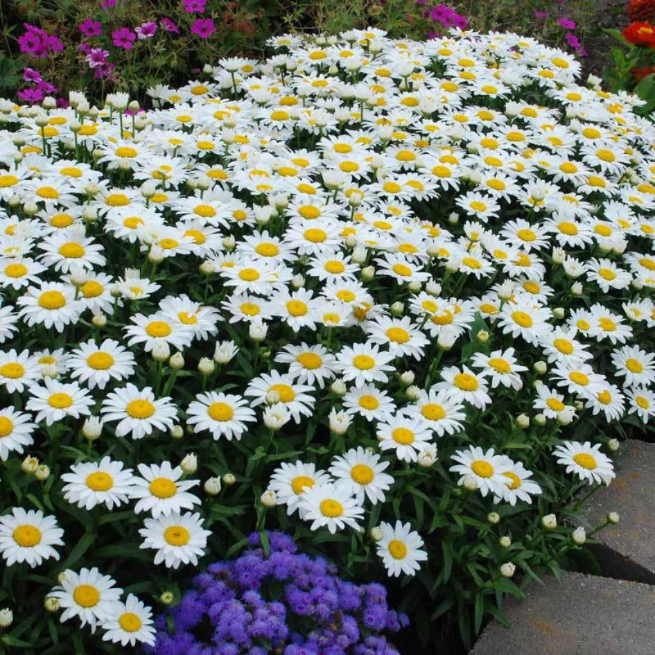 'Snowcap' Shasta Daisy 3 'Snowcap' Shasta Daisy