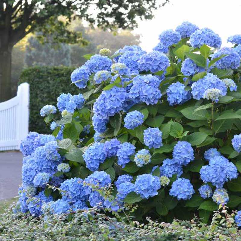 Endless Summer® Bigleaf Hydrangea