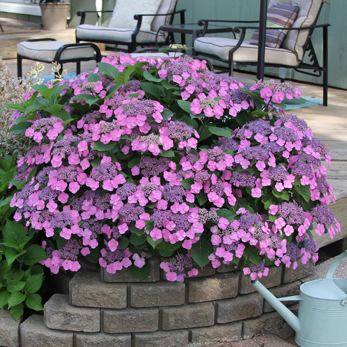 Tuff Stuff™ Mountain Hydrangea - DISCONTINUED