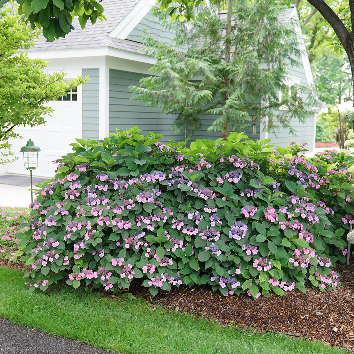 Tuff Stuff™ Mountain Hydrangea - DISCONTINUED 3 Tuff Stuff™ Mountain Hydrangea - DISCONTINUED