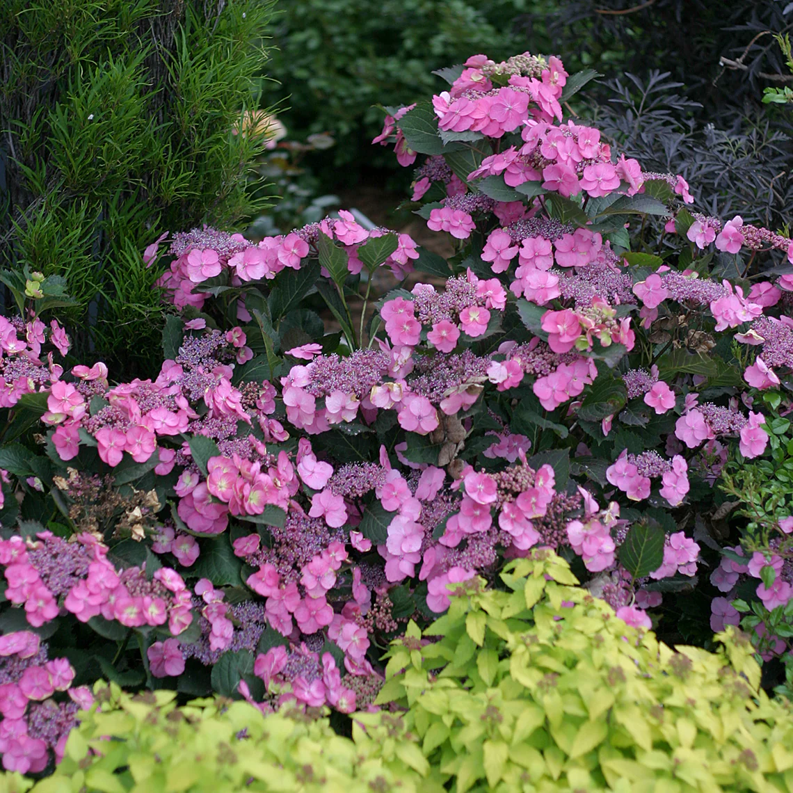 Tuff Stuff™ Mountain Hydrangea - DISCONTINUED 4 Tuff Stuff™ Mountain Hydrangea - DISCONTINUED