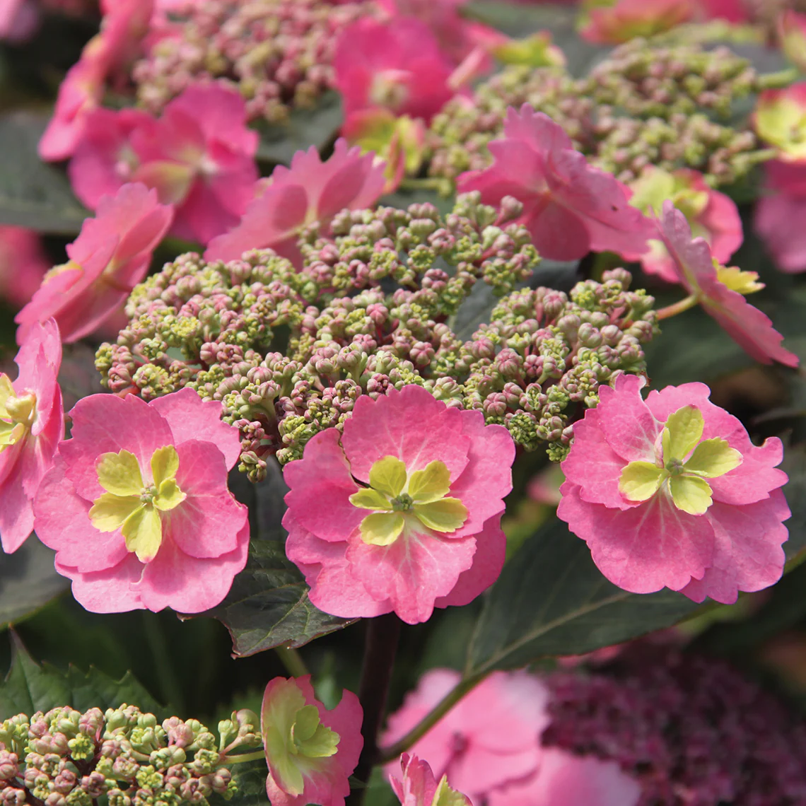 Tuff Stuff™ Mountain Hydrangea - DISCONTINUED 5 Tuff Stuff™ Mountain Hydrangea - DISCONTINUED