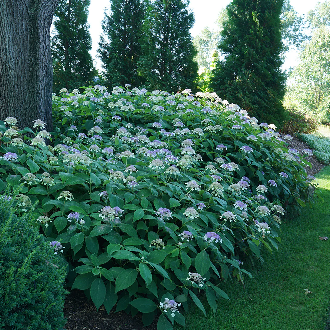 Blue Bunny™ Bracted Hydrangea - DISCONTINUED