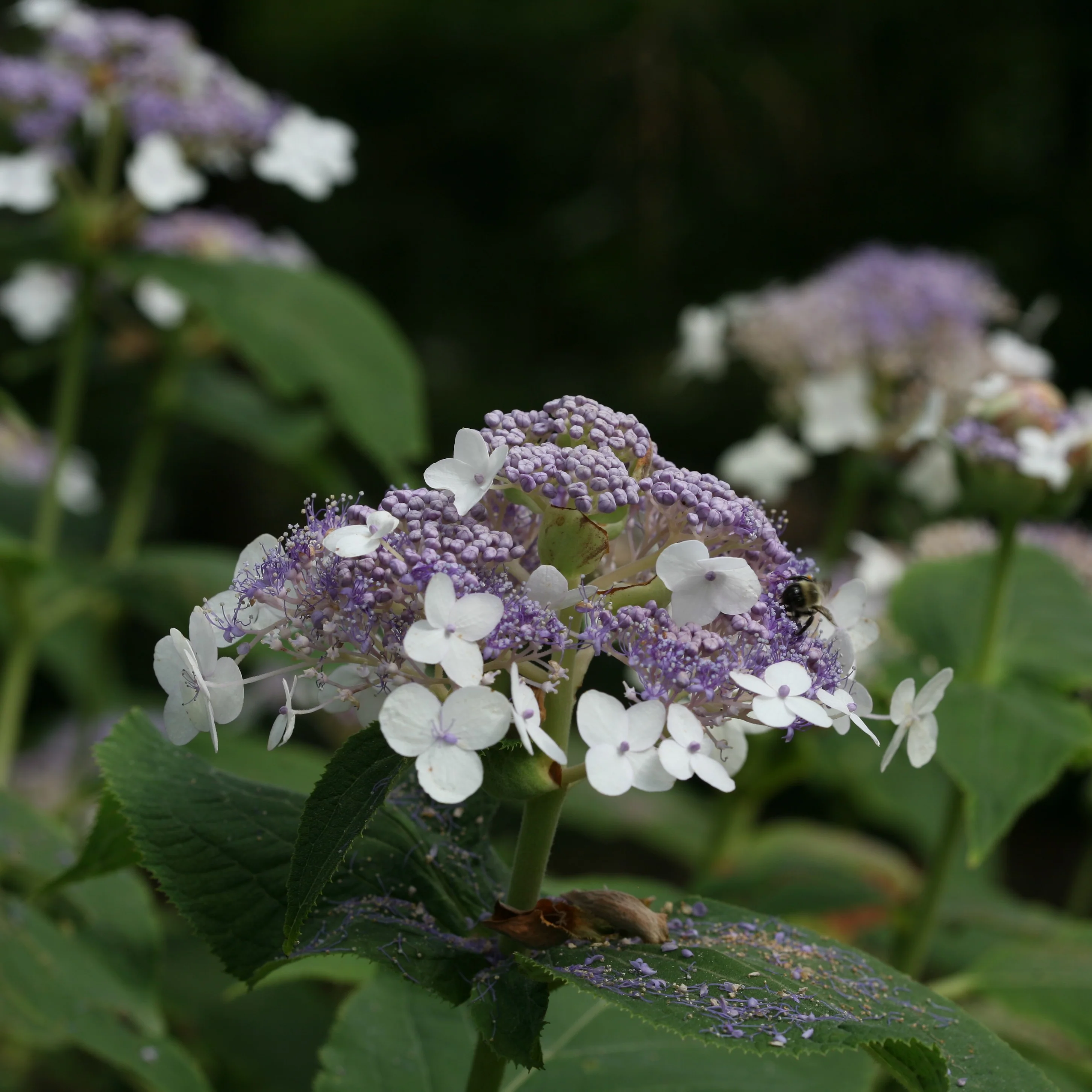 Blue Bunny™ Bracted Hydrangea - DISCONTINUED 2 Blue Bunny™ Bracted Hydrangea - DISCONTINUED