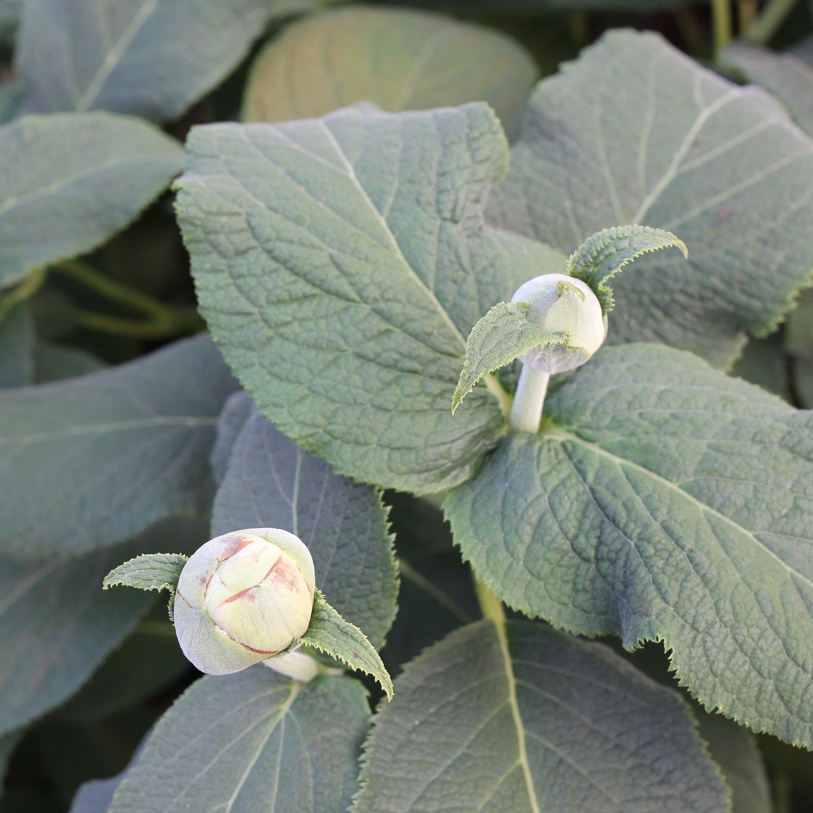 Blue Bunny™ Bracted Hydrangea - DISCONTINUED 3 Blue Bunny™ Bracted Hydrangea - DISCONTINUED