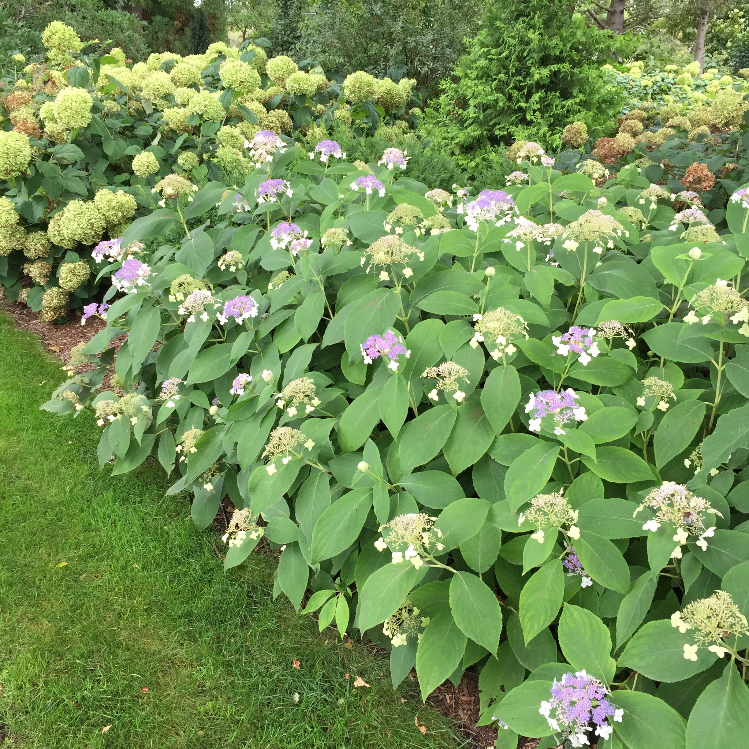Blue Bunny™ Bracted Hydrangea - DISCONTINUED 4 Blue Bunny™ Bracted Hydrangea - DISCONTINUED
