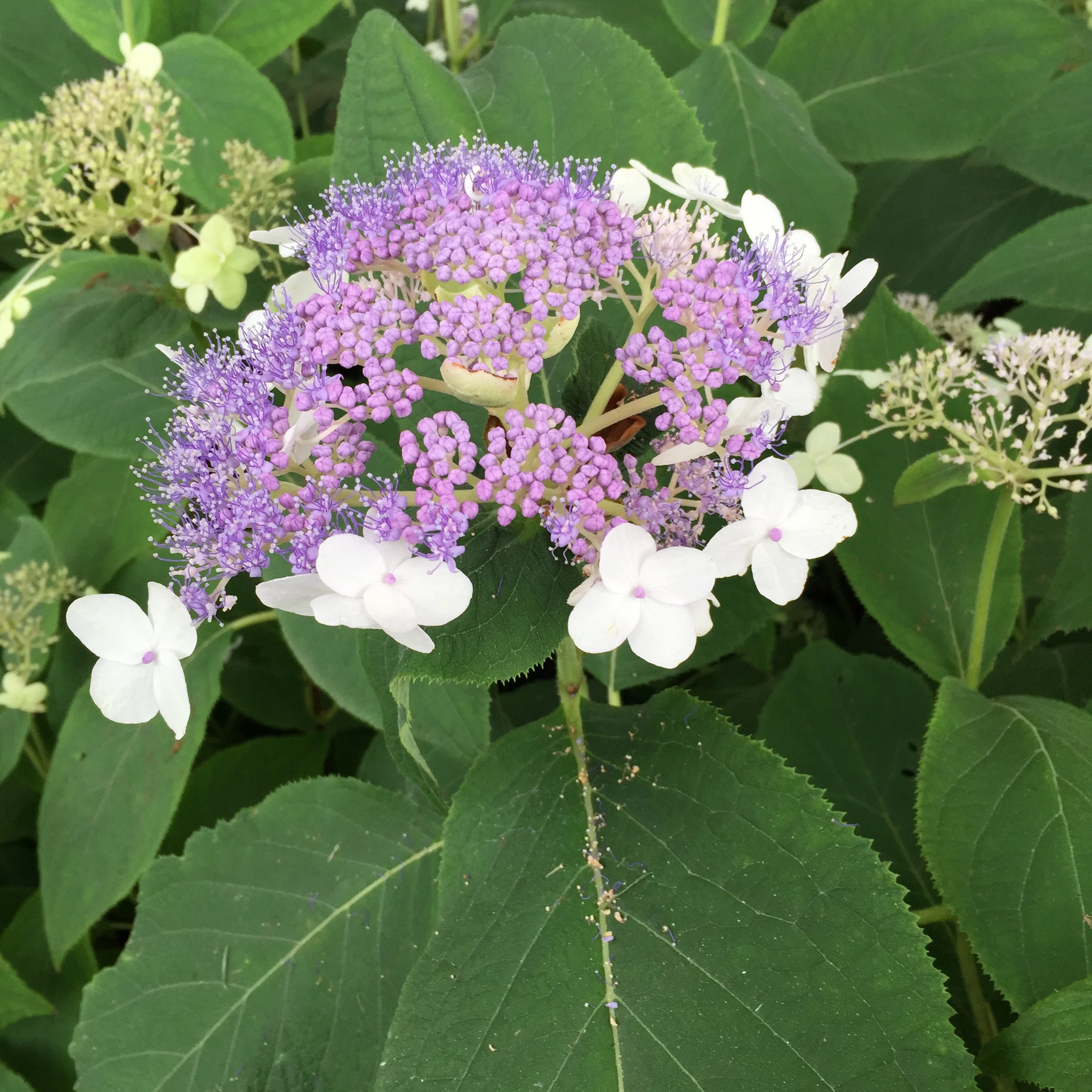Blue Bunny™ Bracted Hydrangea - DISCONTINUED 5 Blue Bunny™ Bracted Hydrangea - DISCONTINUED