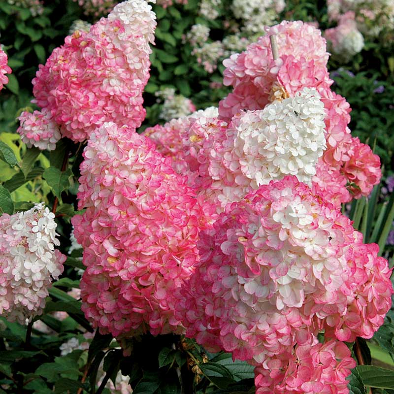 Vanilla Strawberry® Panicle Hydrangea