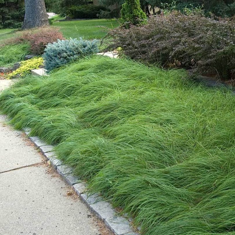 Pennsylvania Sedge