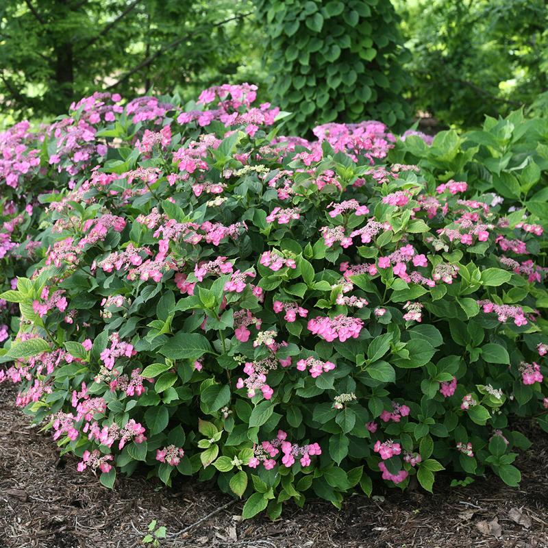 Tuff Stuff™ Red Mountain Hydrangea - DISCONTINUED