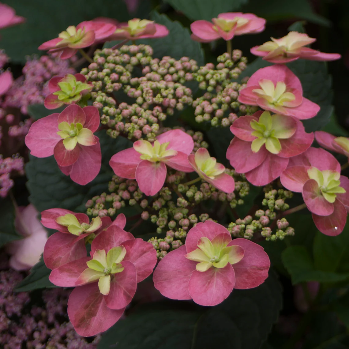 Tuff Stuff™ Red Mountain Hydrangea - DISCONTINUED 2 Tuff Stuff™ Red Mountain Hydrangea - DISCONTINUED