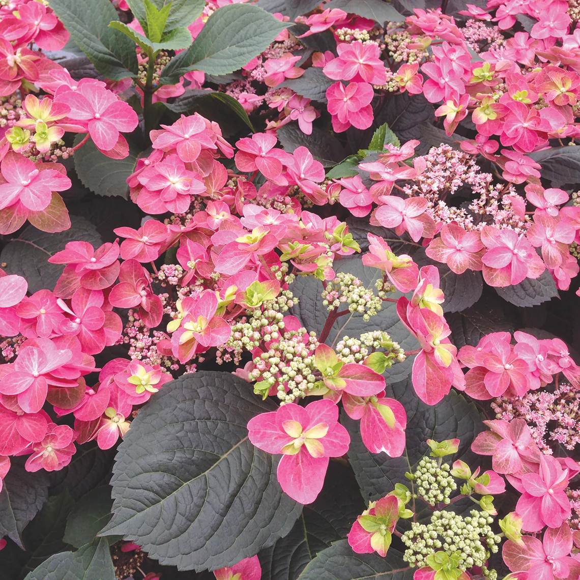 Tuff Stuff™ Red Mountain Hydrangea - DISCONTINUED 3 Tuff Stuff™ Red Mountain Hydrangea - DISCONTINUED