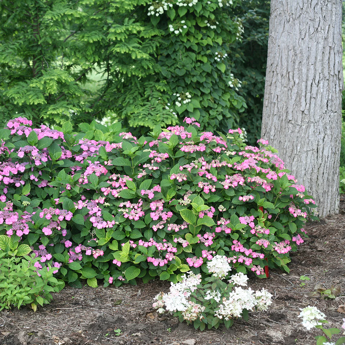 Tuff Stuff™ Red Mountain Hydrangea - DISCONTINUED 4 Tuff Stuff™ Red Mountain Hydrangea - DISCONTINUED