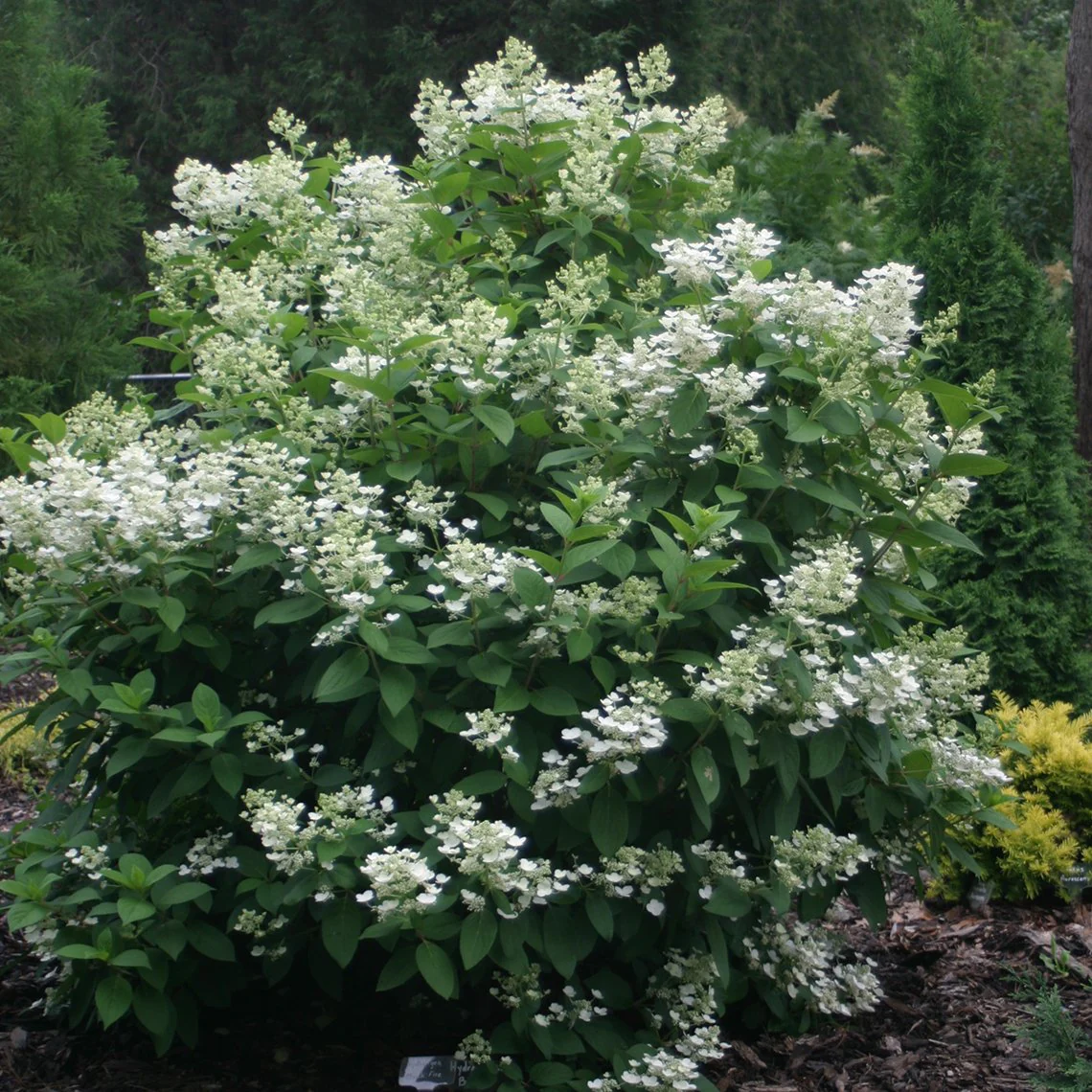 Quick Fire® Panicle Hydrangea - DISCONTINUED