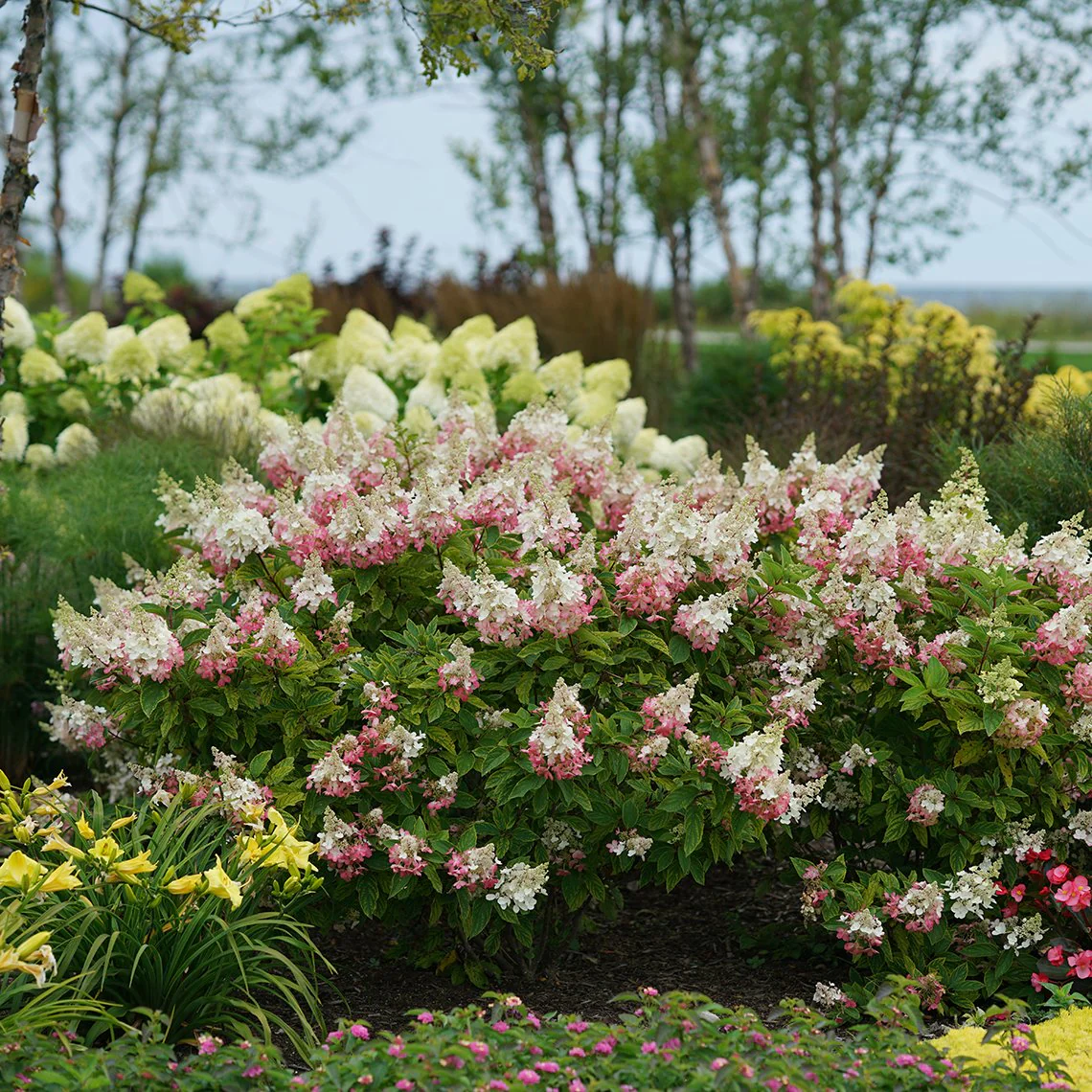Pinky Winky® Panicle Hydrangea