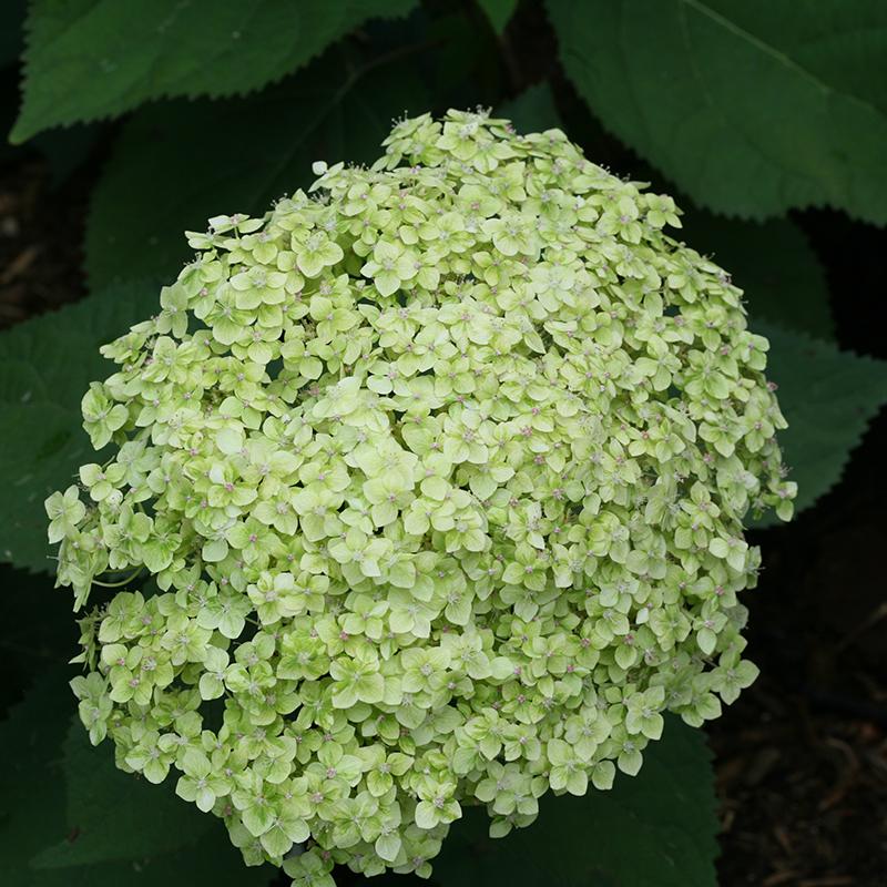 Lime Rickey® Smooth Hydrangea - DISCONTINUED
