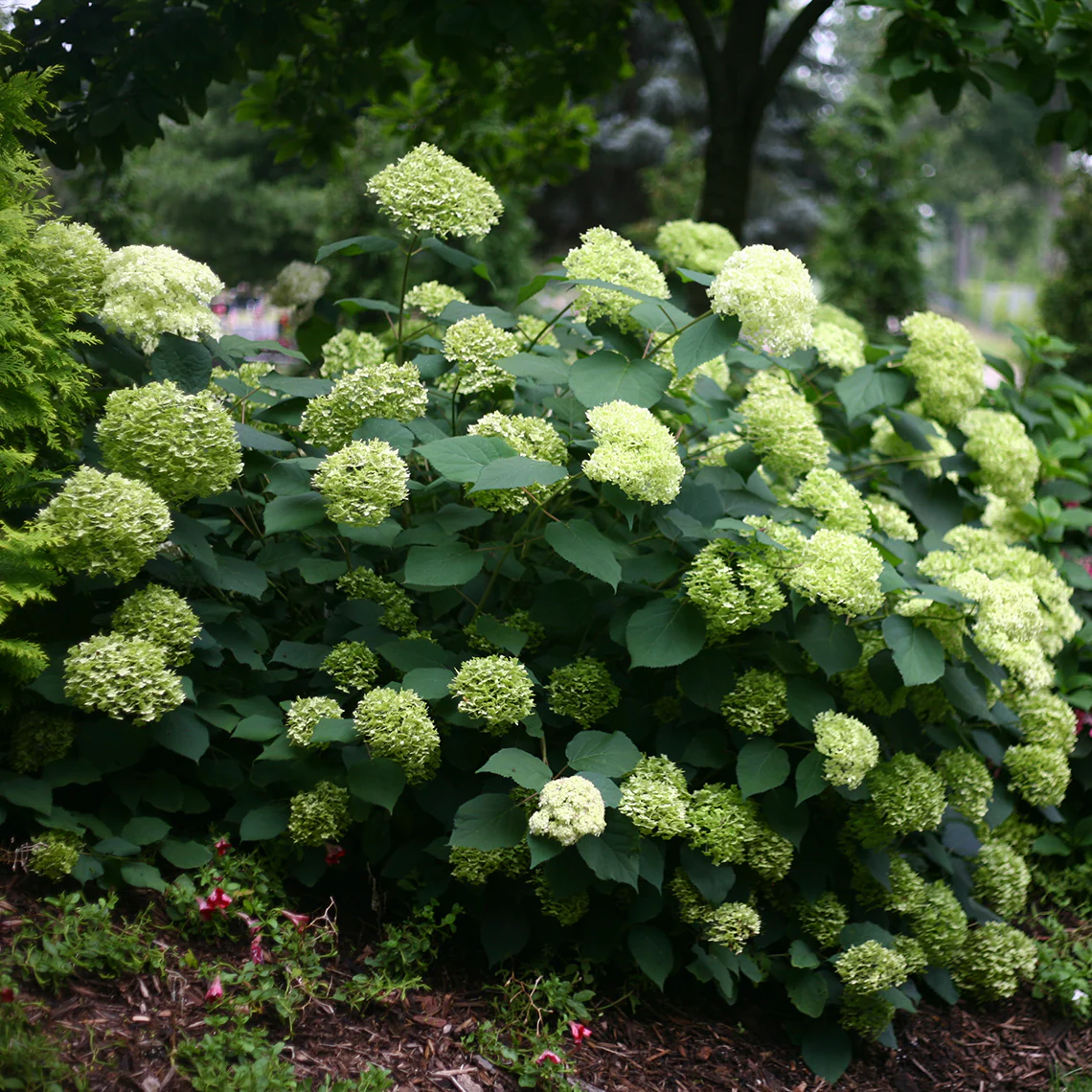 Lime Rickey® Smooth Hydrangea - DISCONTINUED 2 Lime Rickey® Smooth Hydrangea - DISCONTINUED