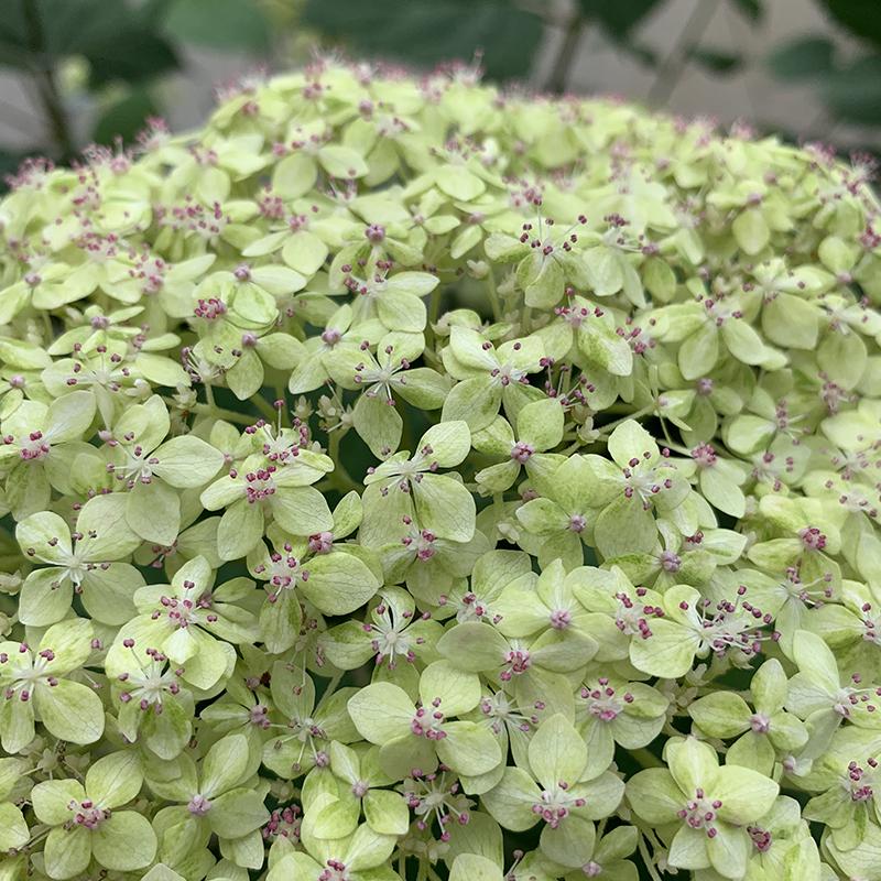 Lime Rickey® Smooth Hydrangea - DISCONTINUED 3 Lime Rickey® Smooth Hydrangea - DISCONTINUED