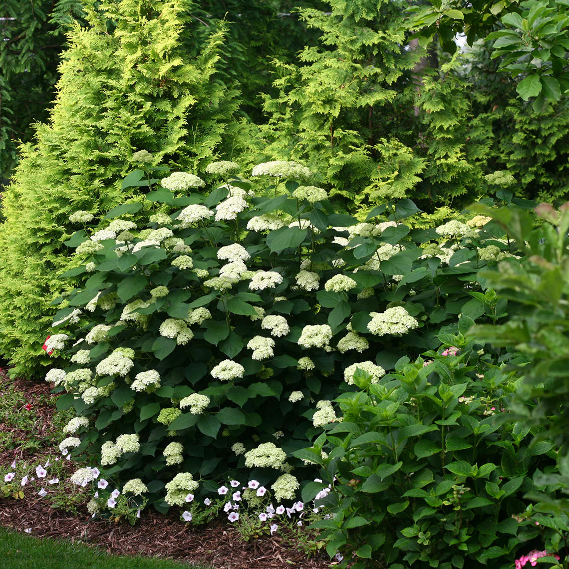 Lime Rickey® Smooth Hydrangea - DISCONTINUED 4 Lime Rickey® Smooth Hydrangea - DISCONTINUED