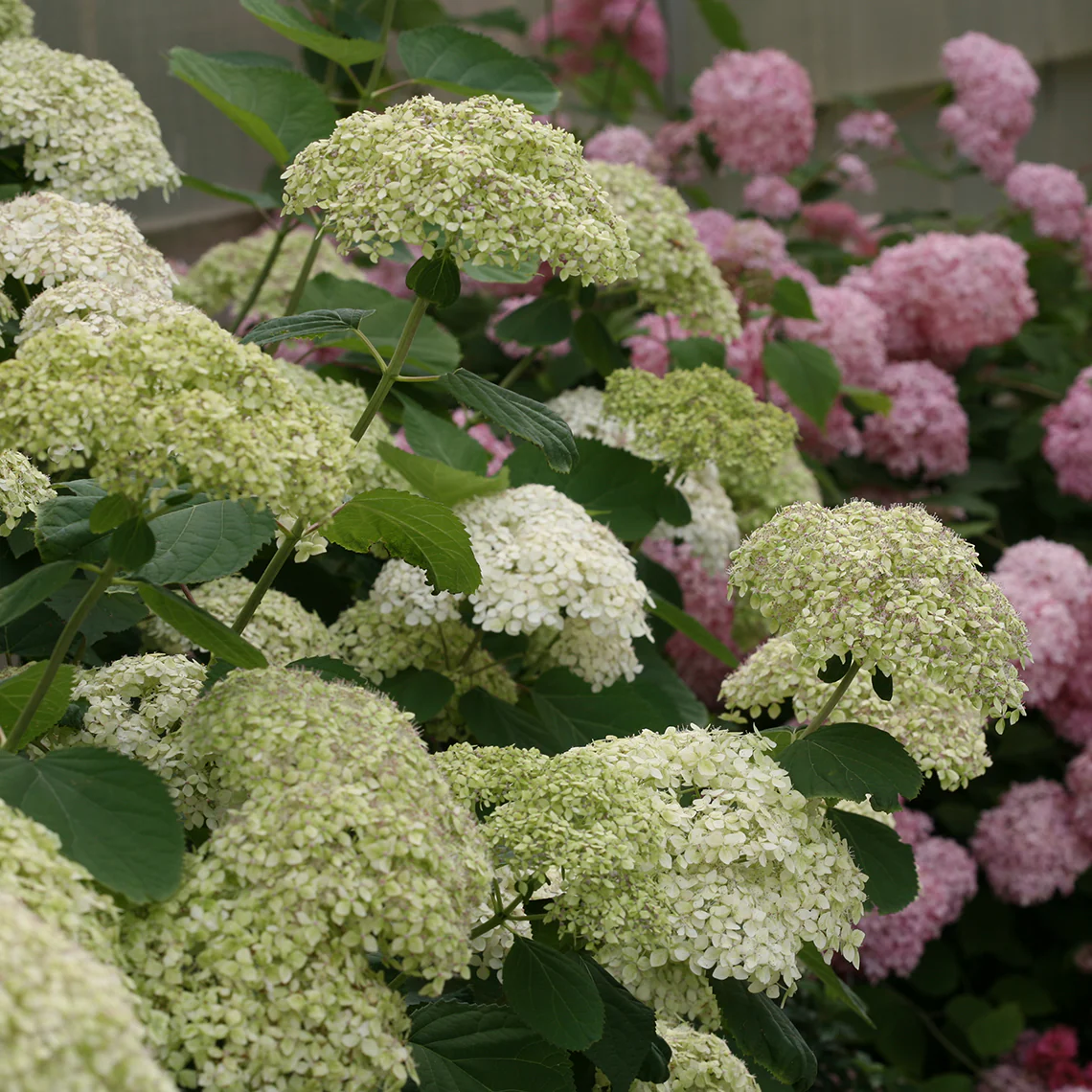 Lime Rickey® Smooth Hydrangea - DISCONTINUED 5 Lime Rickey® Smooth Hydrangea - DISCONTINUED