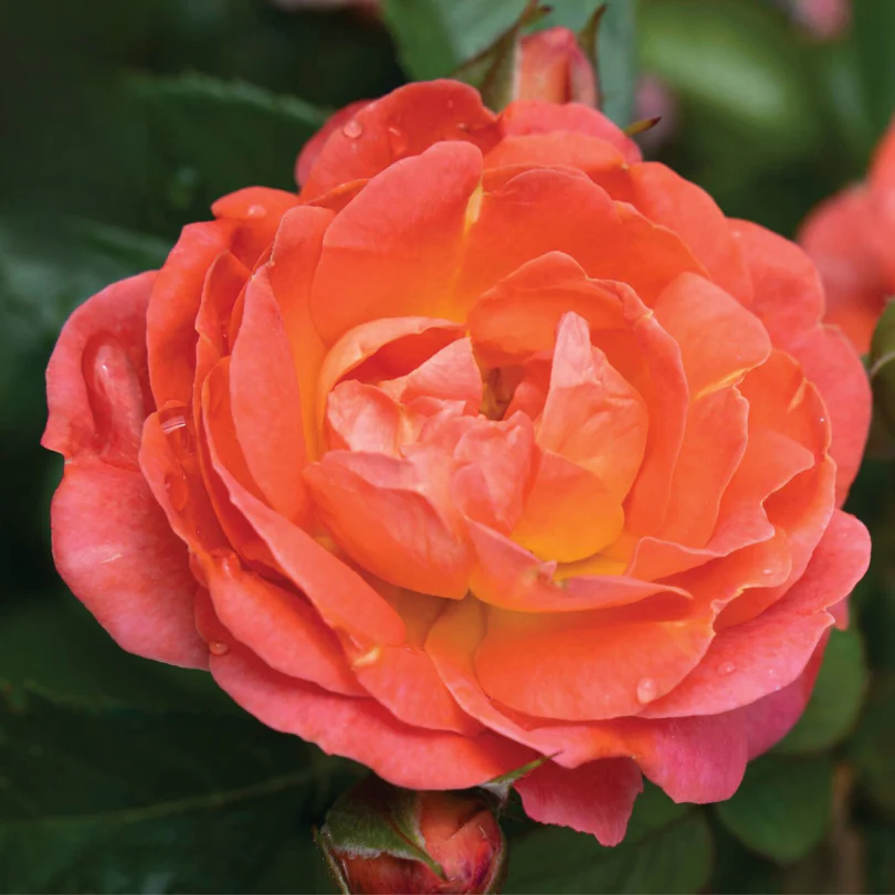 Orange Glow™ Knock Out® Rose