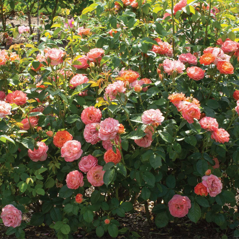 Orange Glow™ Knock Out® Rose 2 Orange Glow™ Knock Out® Rose