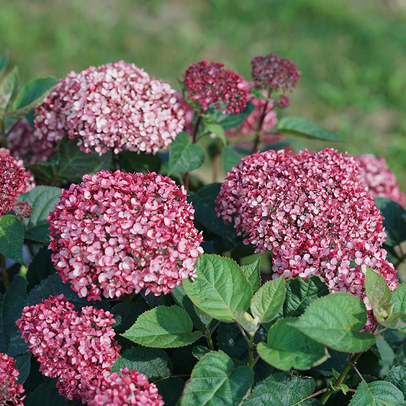 Invincibelle Garnetta® Smooth Hydrangea - DISCONTINUED