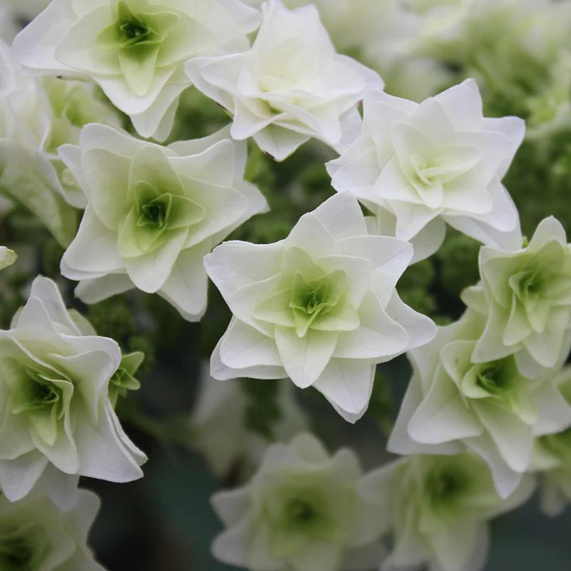 Gatsby Star® Oakleaf Hydrangea - DISCONTINUED