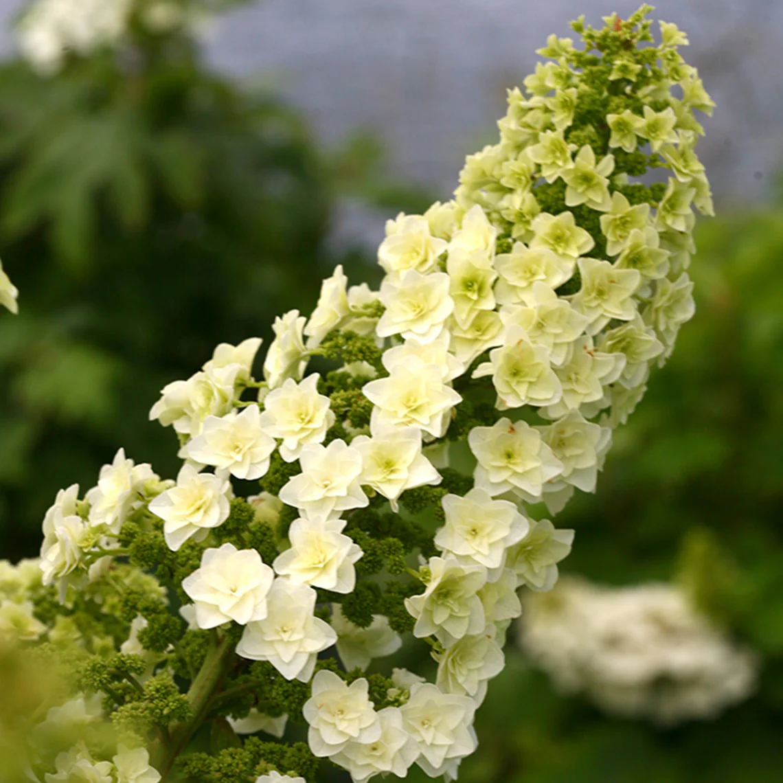 Gatsby Star® Oakleaf Hydrangea - DISCONTINUED 2 Gatsby Star® Oakleaf Hydrangea - DISCONTINUED