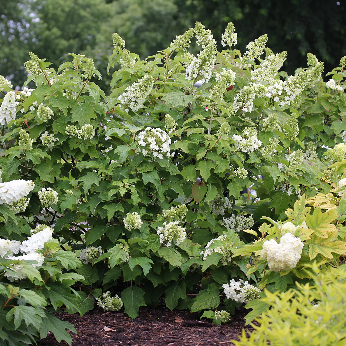 Gatsby Star® Oakleaf Hydrangea - DISCONTINUED 3 Gatsby Star® Oakleaf Hydrangea - DISCONTINUED
