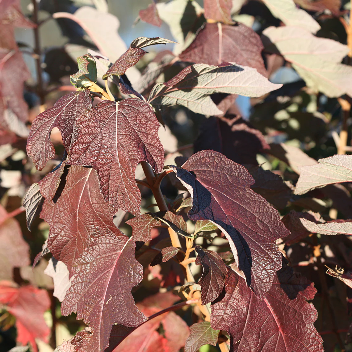 Gatsby Star® Oakleaf Hydrangea - DISCONTINUED 4 Gatsby Star® Oakleaf Hydrangea - DISCONTINUED