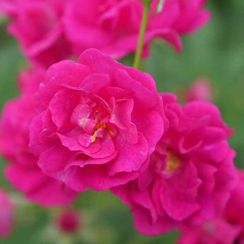 Oso Easy Peasy® Rose