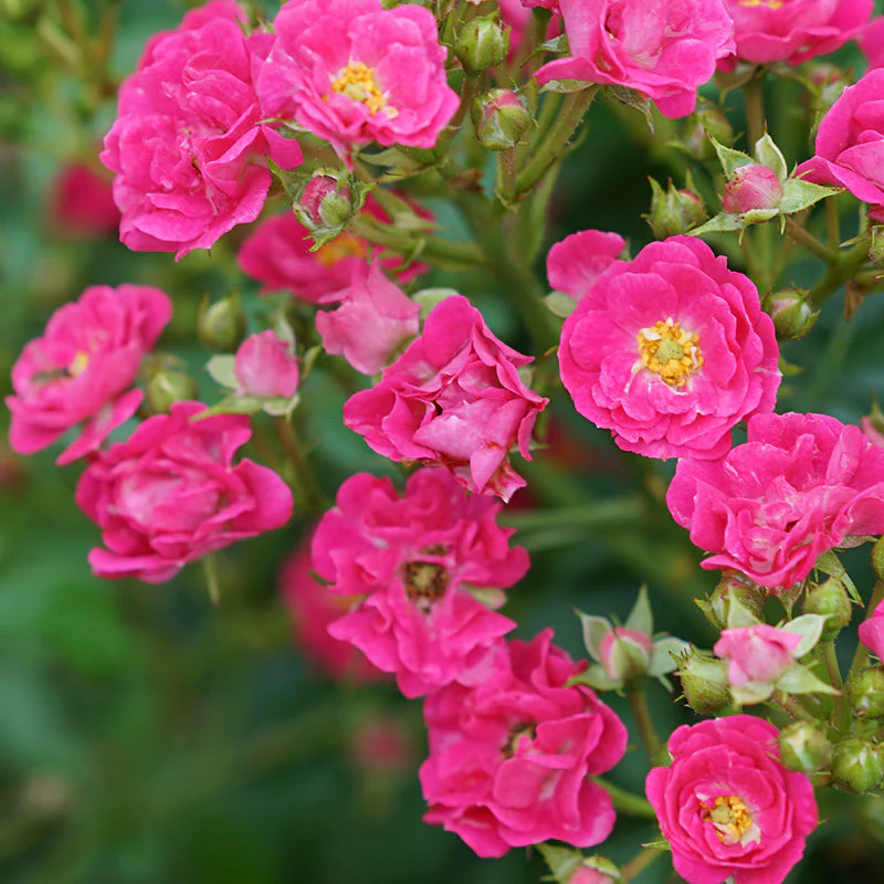 Oso Easy Peasy® Rose 2 Oso Easy Peasy® Rose