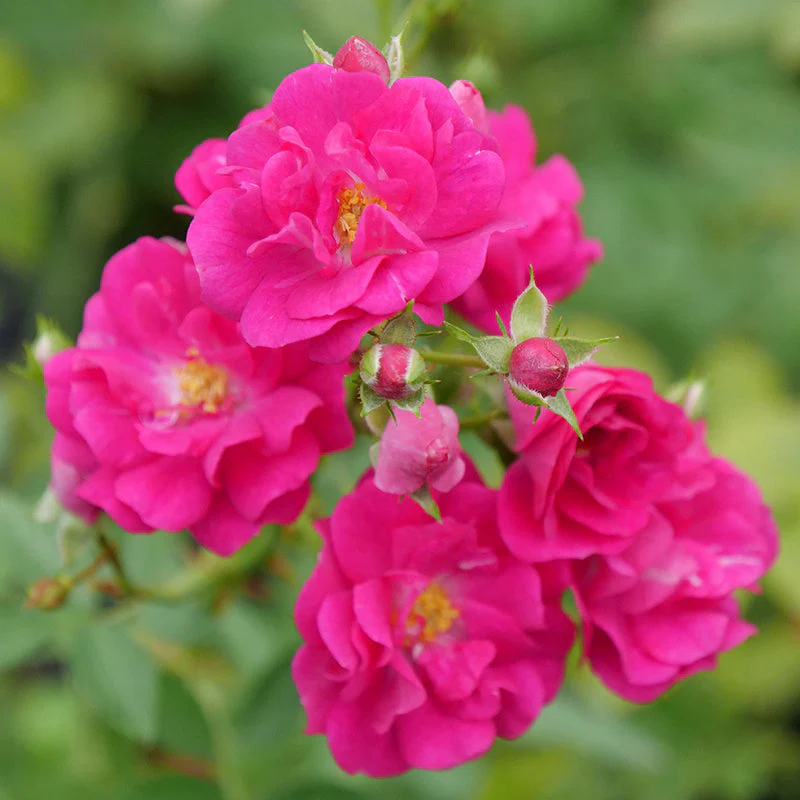 Oso Easy Peasy® Rose 3 Oso Easy Peasy® Rose