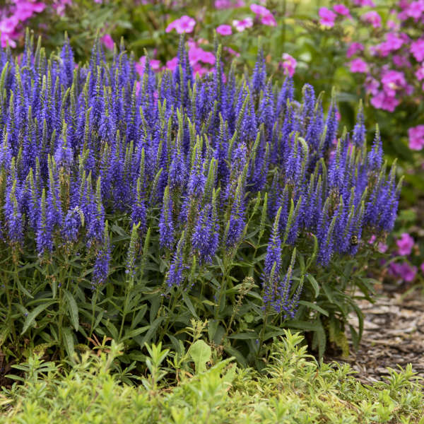 Magic Show® 'Wizard of Ahhs' Spike Speedwell