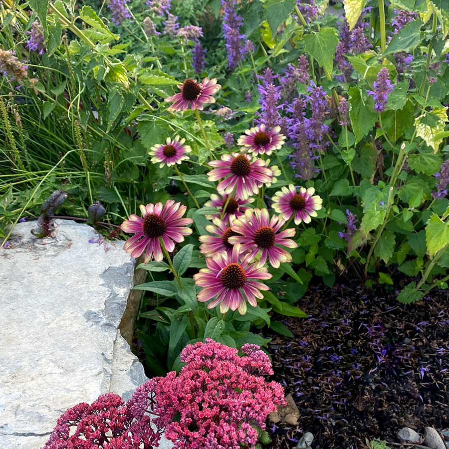 'Sweet Sandia' Coneflower 2 'Sweet Sandia' Coneflower