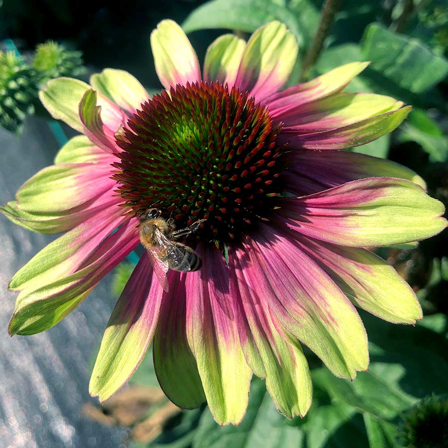 'Sweet Sandia' Coneflower 3 'Sweet Sandia' Coneflower