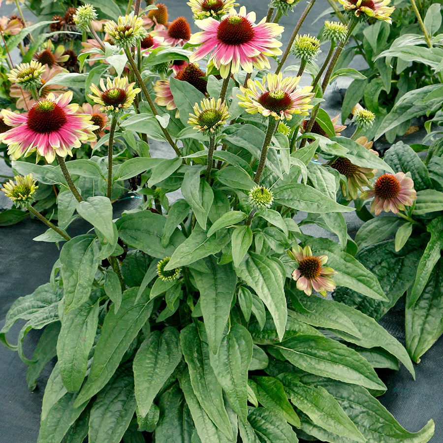 'Sweet Sandia' Coneflower 4 'Sweet Sandia' Coneflower