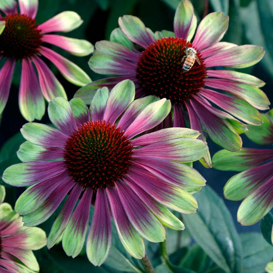 'Sweet Sandia' Coneflower 5 'Sweet Sandia' Coneflower