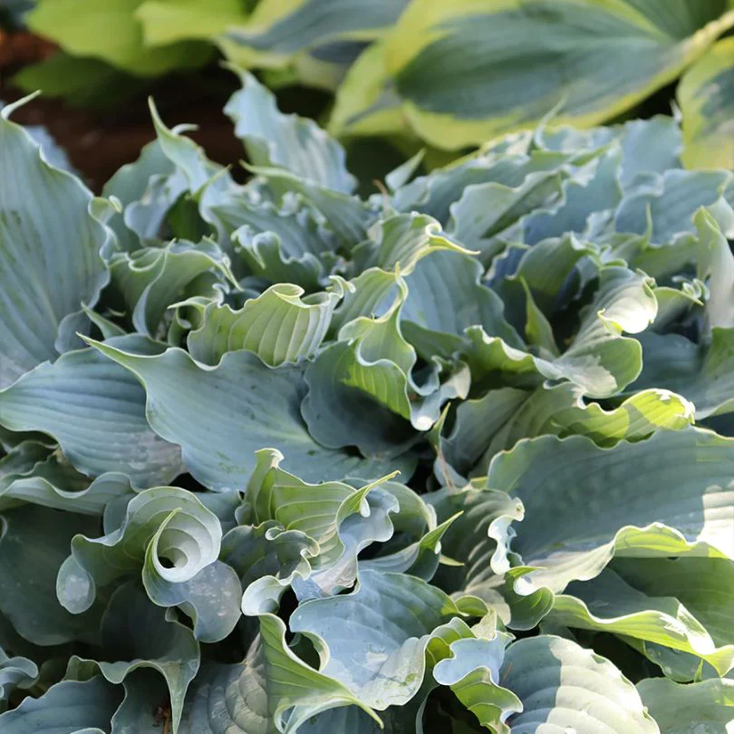 Shadowland® 'Waterslide' Hosta 2 Shadowland® 'Waterslide' Hosta