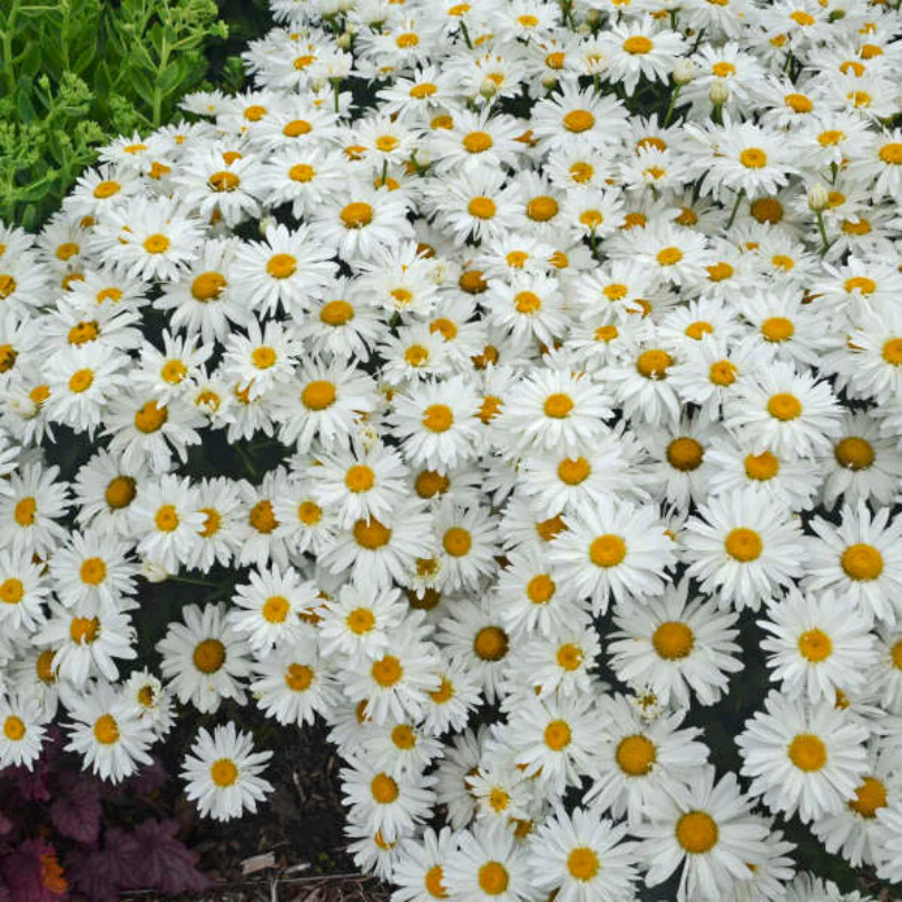 'Whoops-A-Daisy' Shasta Daisy