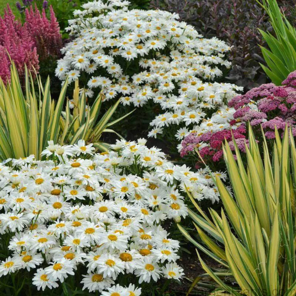 'Whoops-A-Daisy' Shasta Daisy 2 'Whoops-A-Daisy' Shasta Daisy