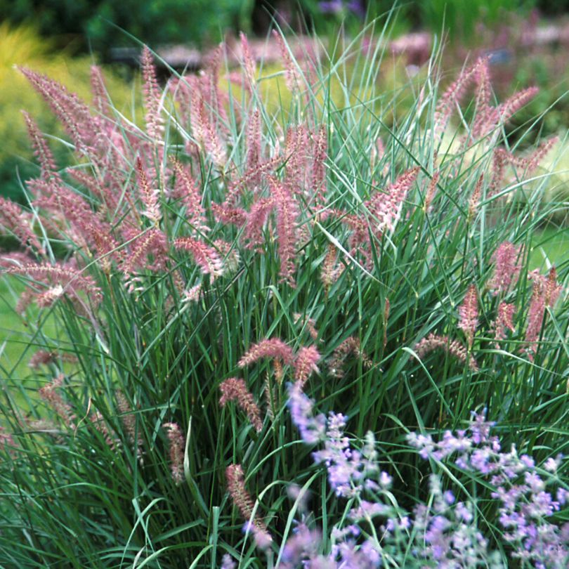 'Karley Rose' Fountain Grass