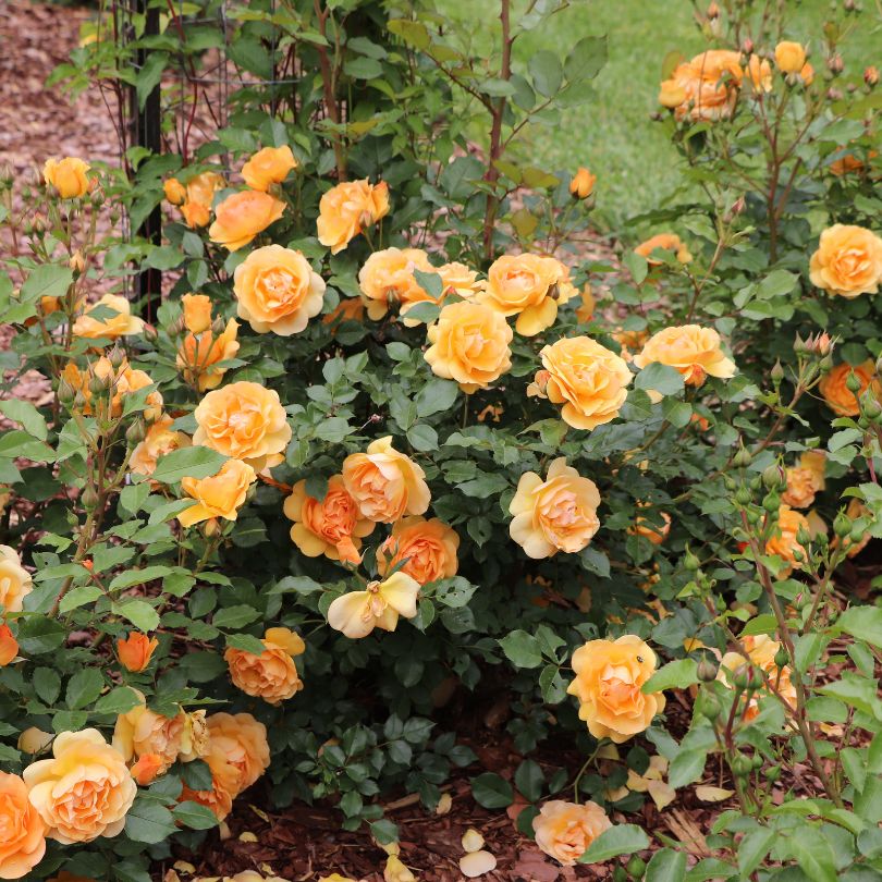 Reminiscent® Ginger Rose