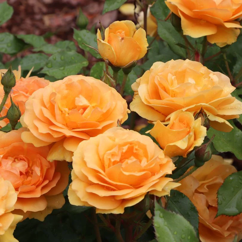 Reminiscent® Ginger Rose 2 Reminiscent® Ginger Rose