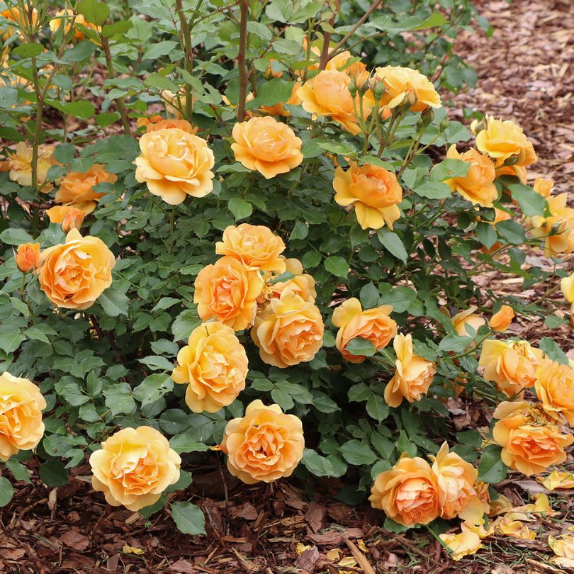 Reminiscent® Ginger Rose 3 Reminiscent® Ginger Rose