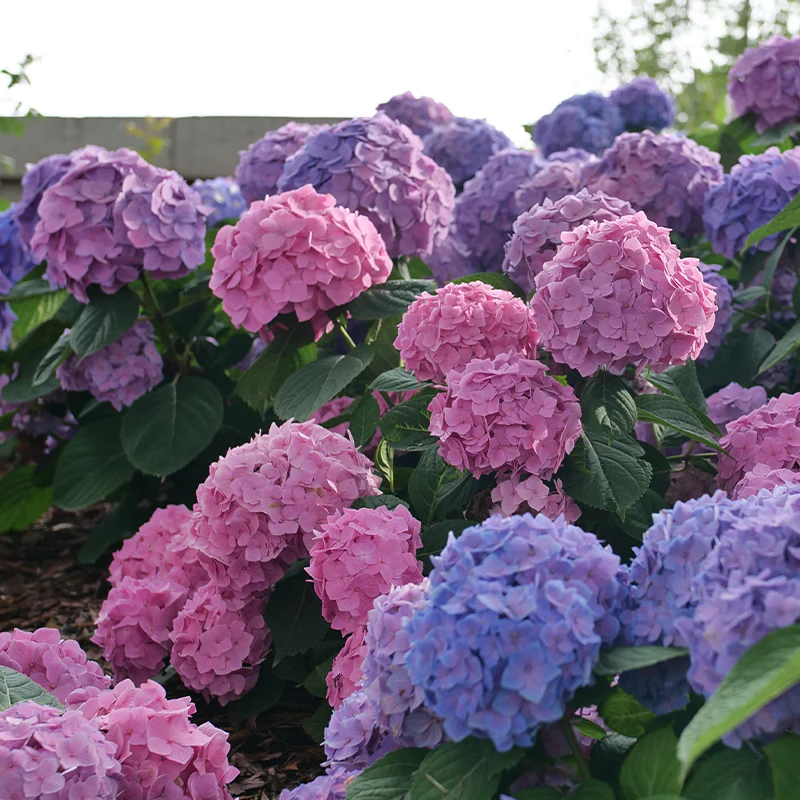 Let's Dance Sky View® Bigleaf Hydrangea