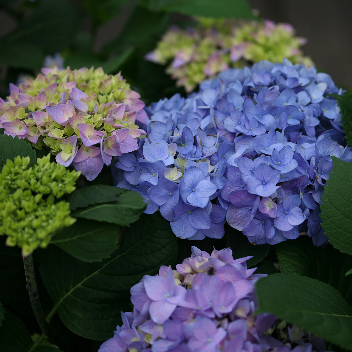 Let's Dance® Rhythmic Blue® Bigleaf Hydrangea 2 Let's Dance® Rhythmic Blue® Bigleaf Hydrangea