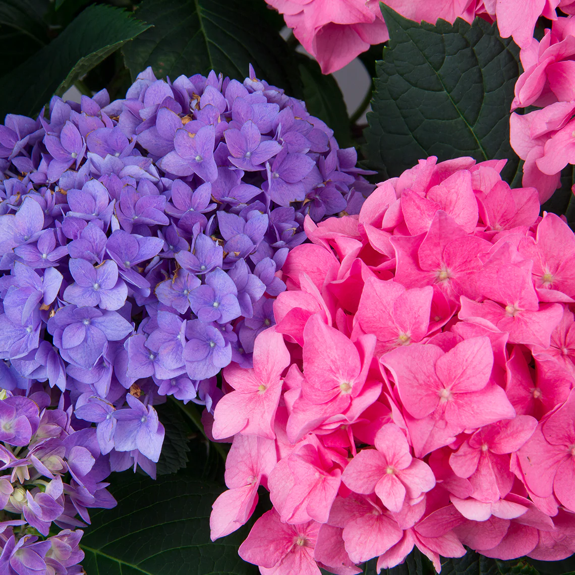 Let's Dance® Rhythmic Blue® Bigleaf Hydrangea 3 Let's Dance® Rhythmic Blue® Bigleaf Hydrangea