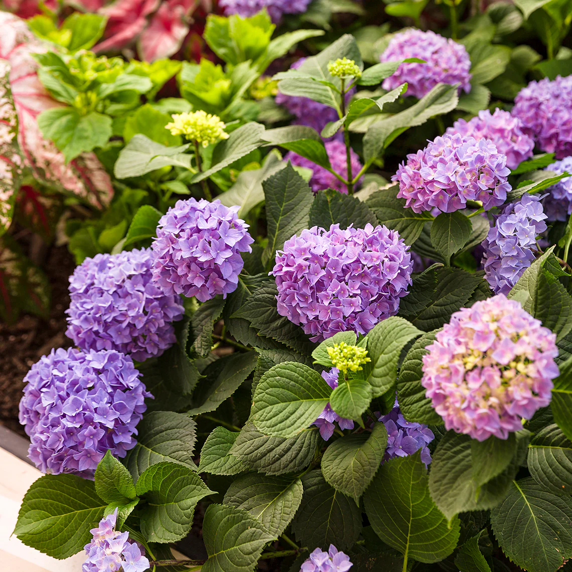 Let's Dance® Rhythmic Blue® Bigleaf Hydrangea 4 Let's Dance® Rhythmic Blue® Bigleaf Hydrangea